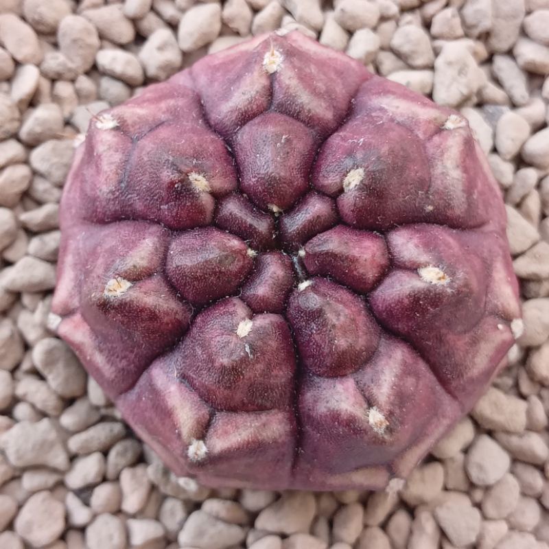 Kaktus Daydream | Gymnocalycium Mihanovichii Daydream | Miha | Gymno | Daydream | DD | Day Dream