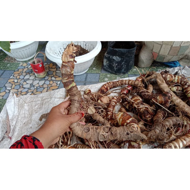 bonggolan alocasia arifolia