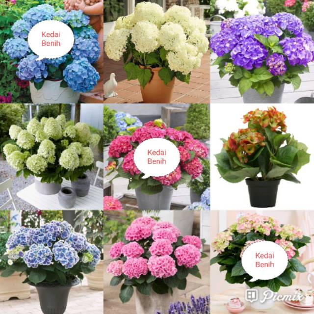 Kedaibenih - Benih Bibit Bunga Hydrangea Mix ~ 1 Biji