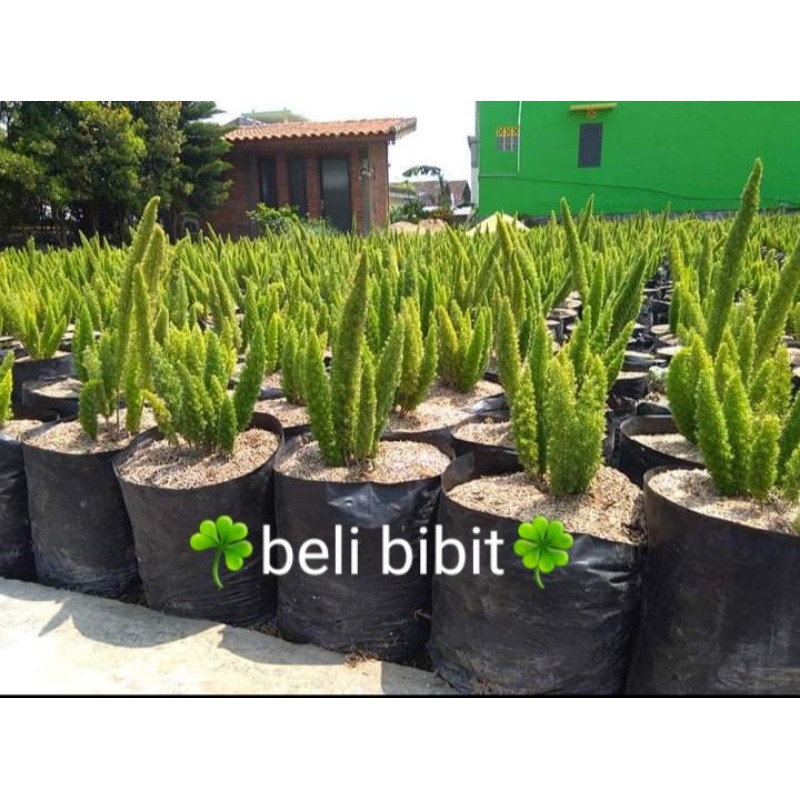 tanaman hias ekor tupai cemara ekor tupai ekor monyet