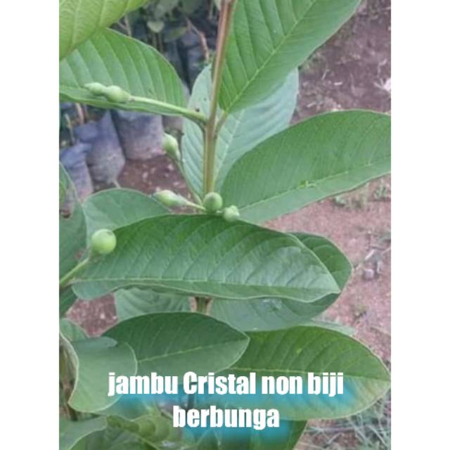 Bibit jambu kristal berbunga/jambu non biji/bibit jambu kristal/jambu kristal/bibit jambu