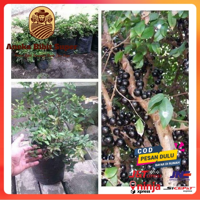 Bibit buah anggur pohon preco