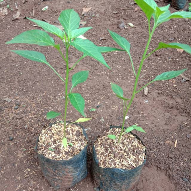 Tanaman Cabe Merah Keriting Pohon cabe merah keriting