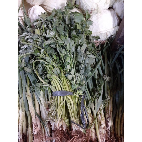 

Daun bawang seledri