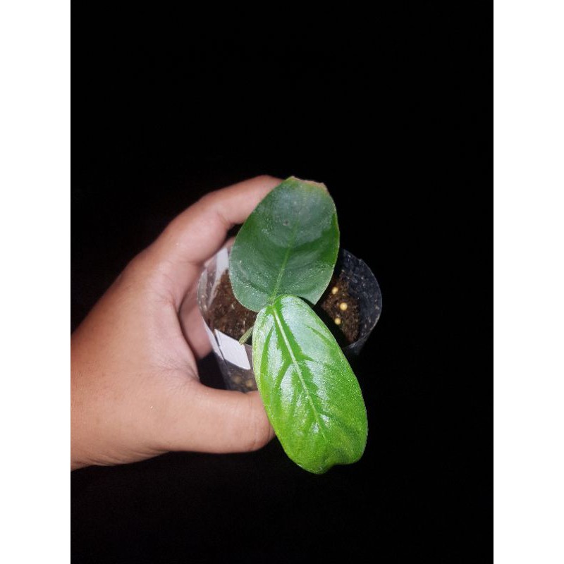 philodendron sharoniae