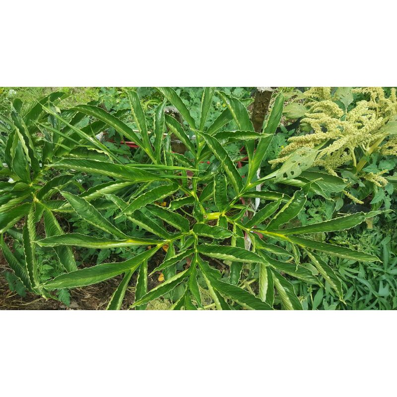 Katak porang mini, ukuran koin 100