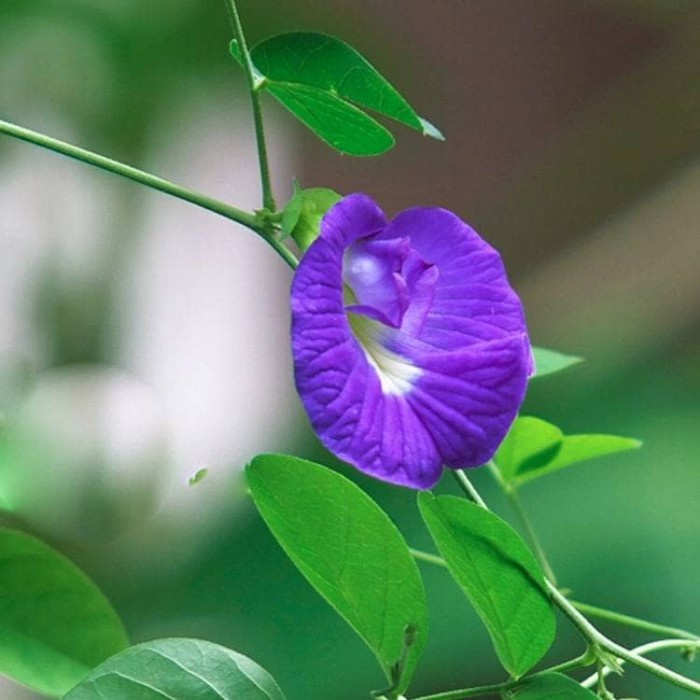 

Clitoria Ternatea Tea Isi 10 Gram/Blue Butterfly Tea
