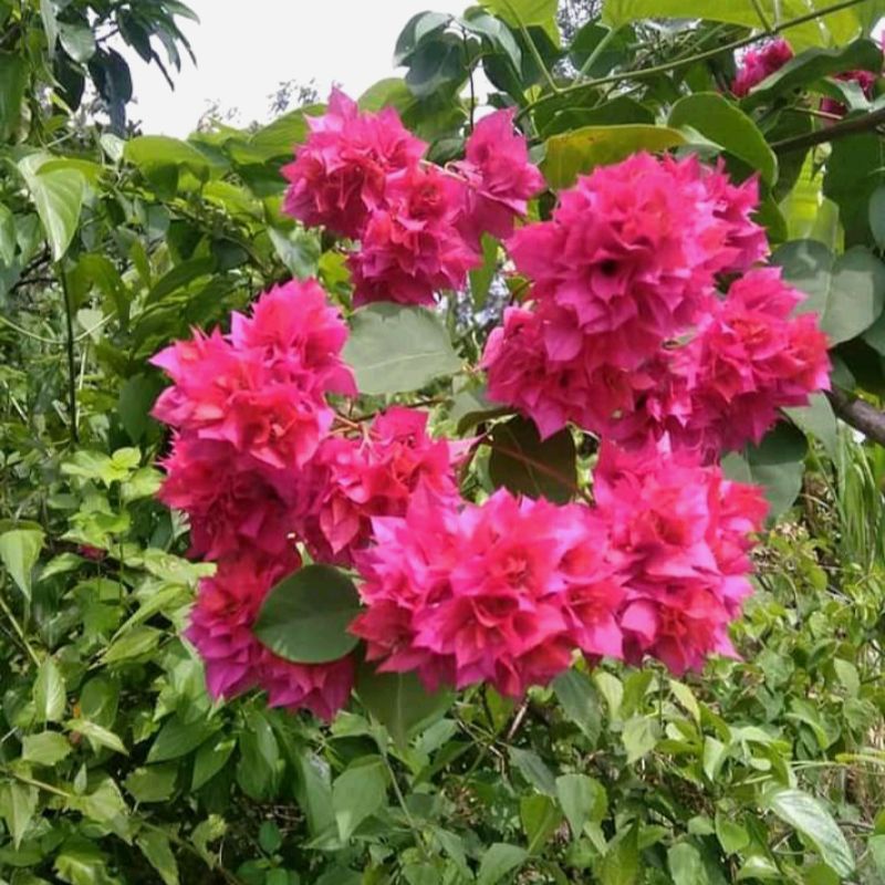 Bibit Tanaman Hias Bougenville Hawai Cherry Blossom Merah Fanta