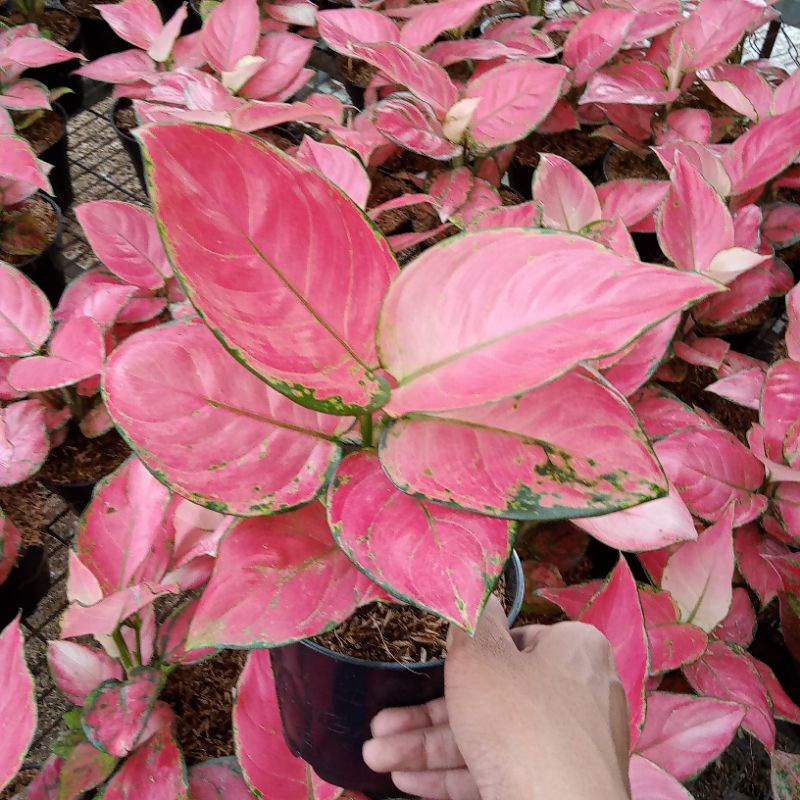 Aglonema Super Pink Catrina Dewasa Daun 8-9-10-11++