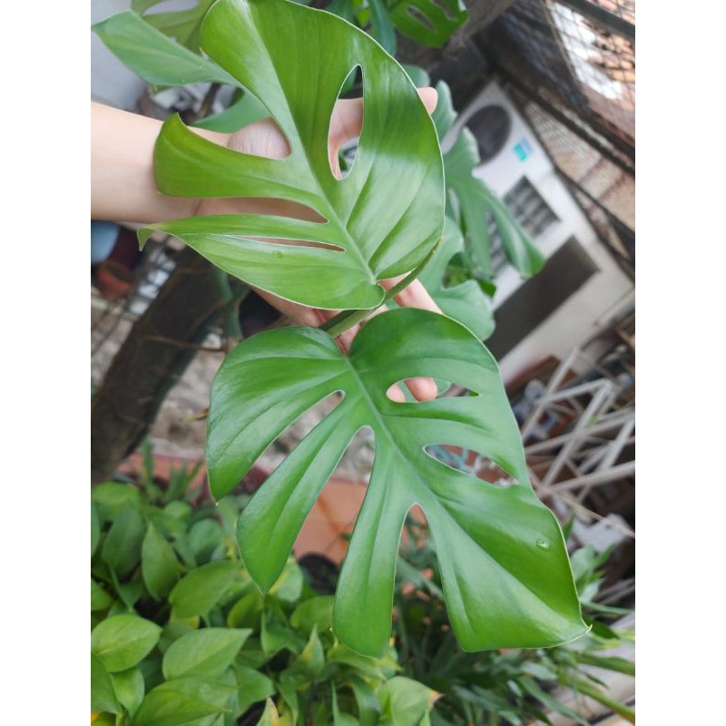 Daun Monstera Asli Tanaman Hias Air Indoor Outdoor