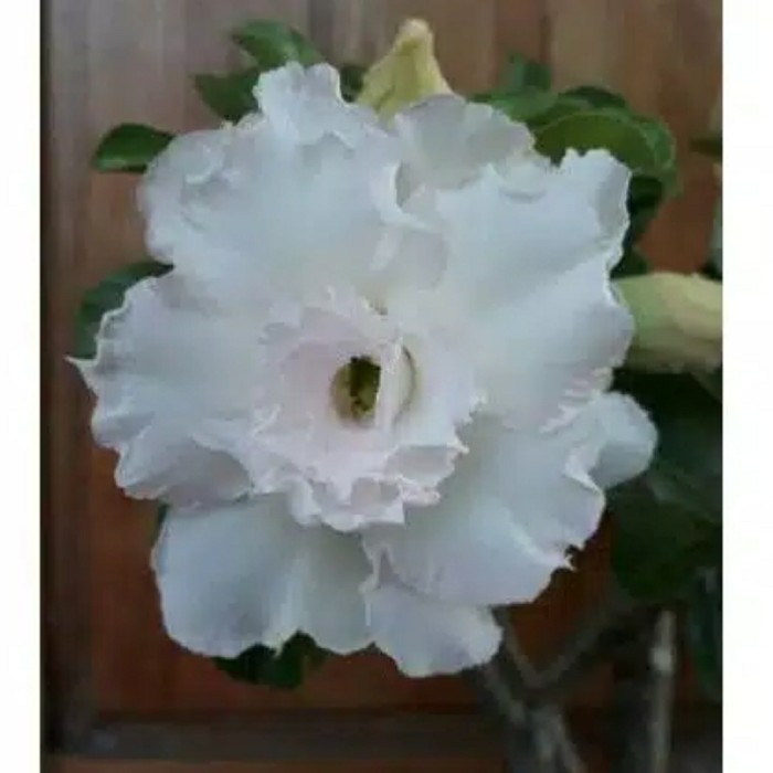 adenium bunga putih