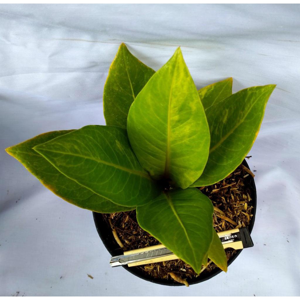 Bibit Anthurium Jemani Lemon Variegata
