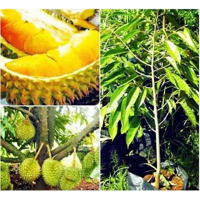 Bibit Durian Bawor Super/Bibit Durian
