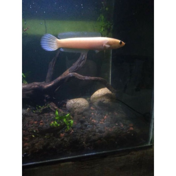 chana limbata Golden xhantic