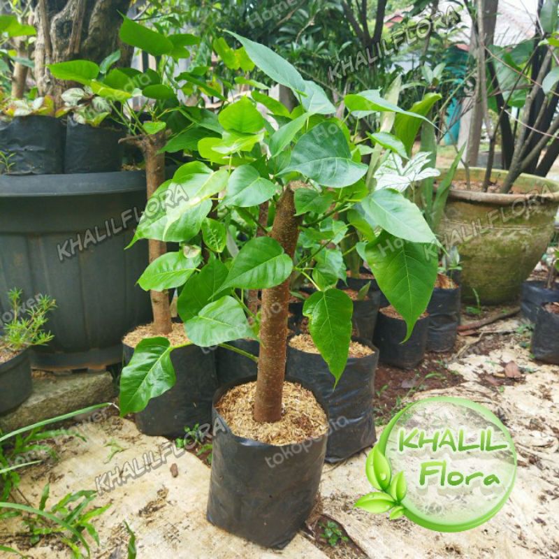 Bibit Pohon Bodhi // Bibit Bonsai Bodhi / Bahan Bonsai Vicus Religiosa ASLI 
