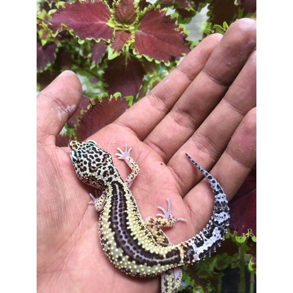 gecko leopard mack snow reverse stripe