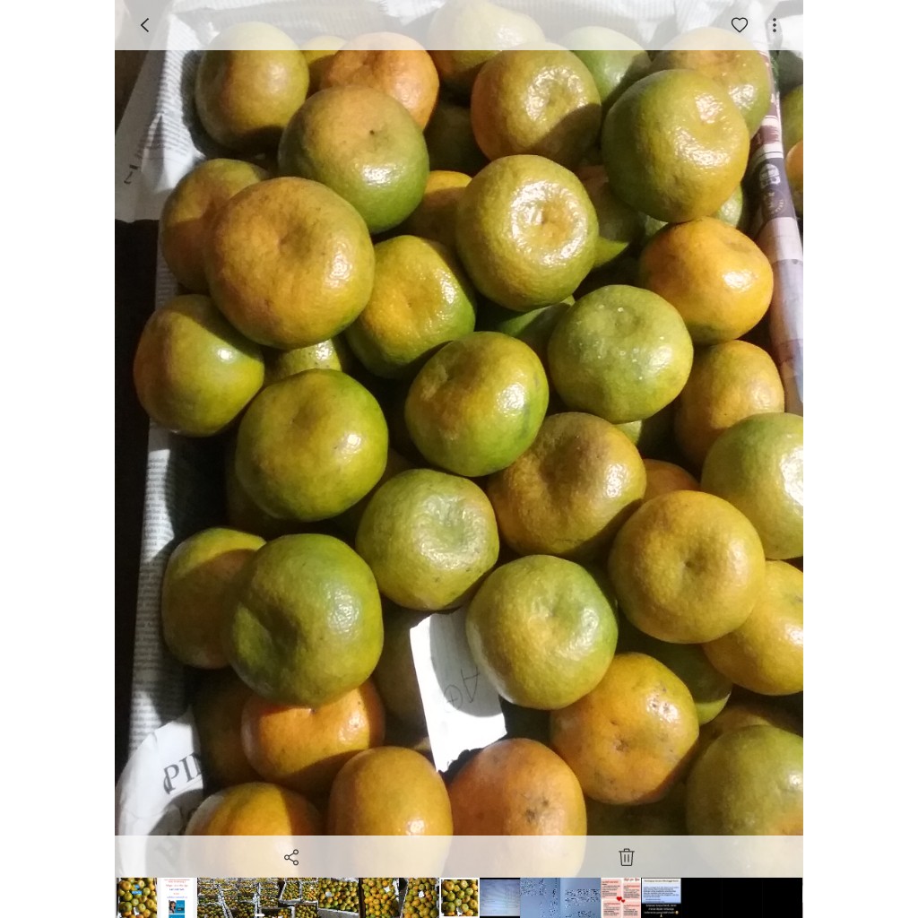 

JERUK MANIS PAYAKUMBUH,ORANGE FRUIT,MANIS DAN SEGAR,BUAH JERUK ASLI DATARAN TINGGI Gn MAS PAYAKUMBUH