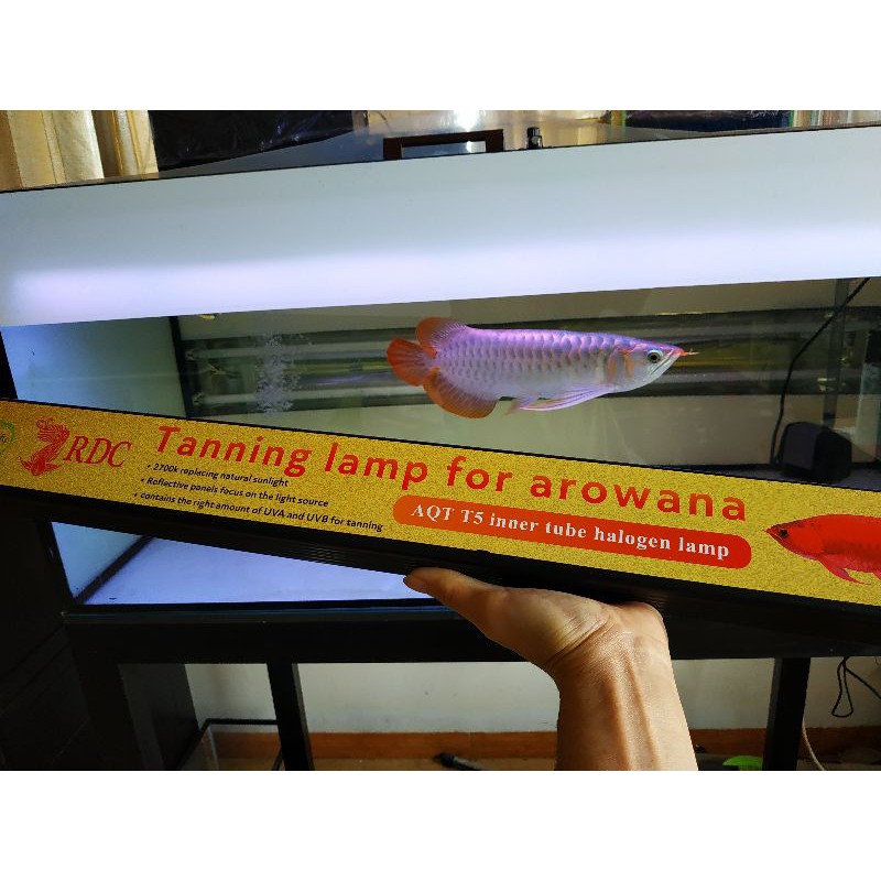 RDC Tanning lamp for arowana | Lampu tanning celup RDC arwana T5 2700k 93 & 113 cm