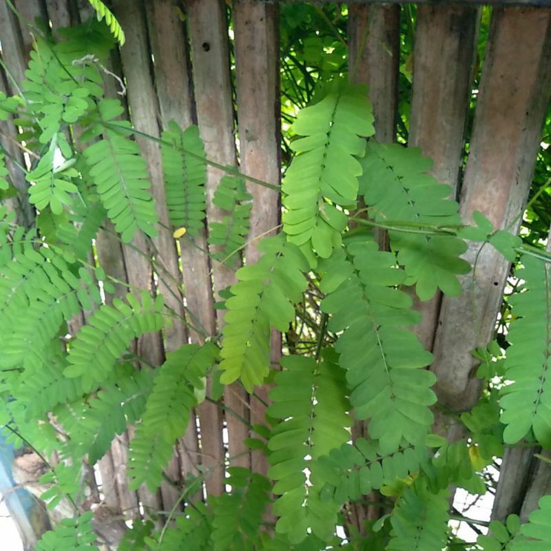 

daun saga herbal