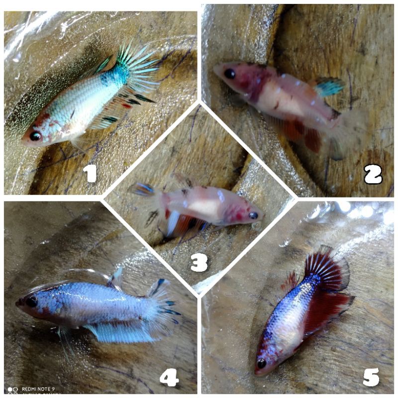 9300 Koleksi Cupang Plakat Halfmoon Gratis Terbaik