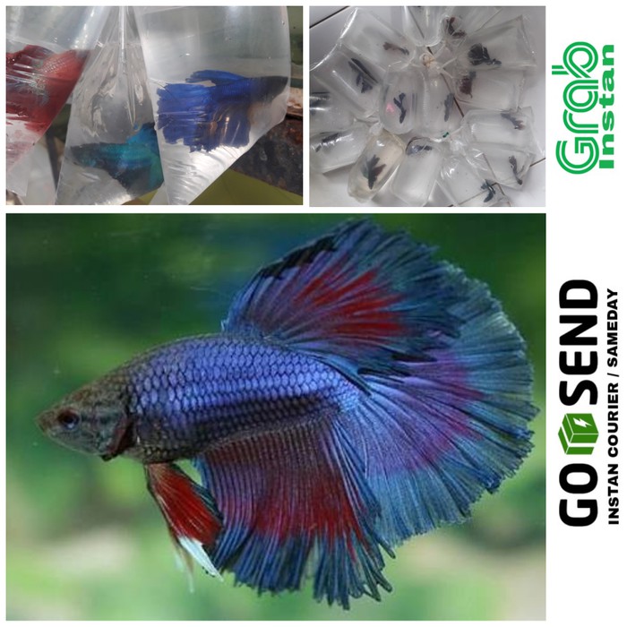 24 Harga Ikan Cupang Slayer  Pictures