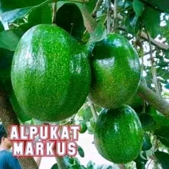 Bibit alpukat aligator, miki, markus, mentega