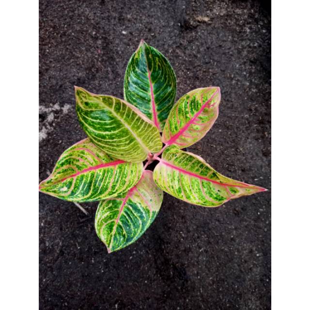 Aglonema Romantis love(RL)