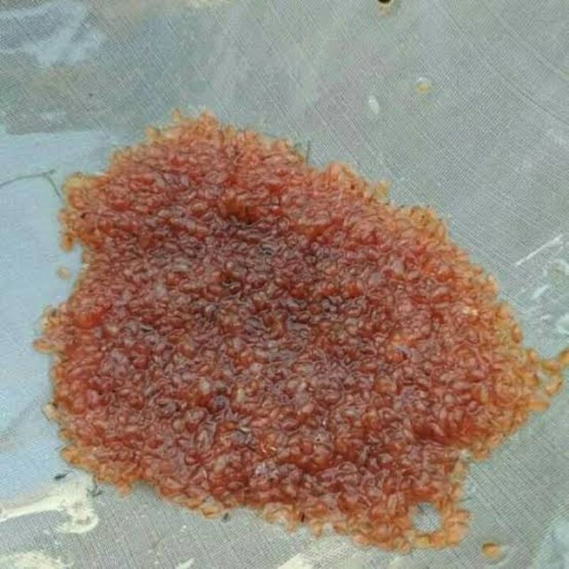 Paket murah ekonomis Daphnia Magna pakan ikan hias Cupang Guppy Molly