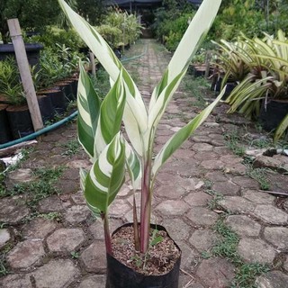Tanaman Hias Heliconia Variegata ( Pisang Hias Variegata ) | Shopee