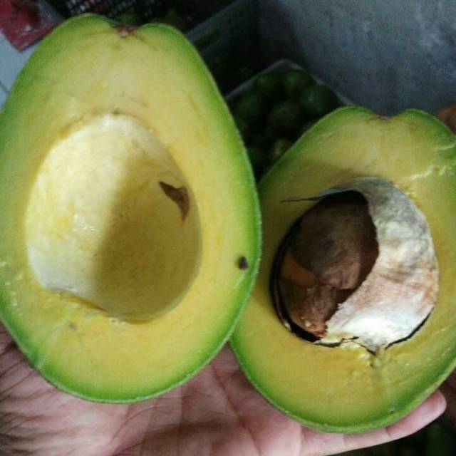 

Ready stok alpukat mentega