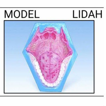 

lidah dan gigi alat peraga pendidikan model torso lidah dan gigi