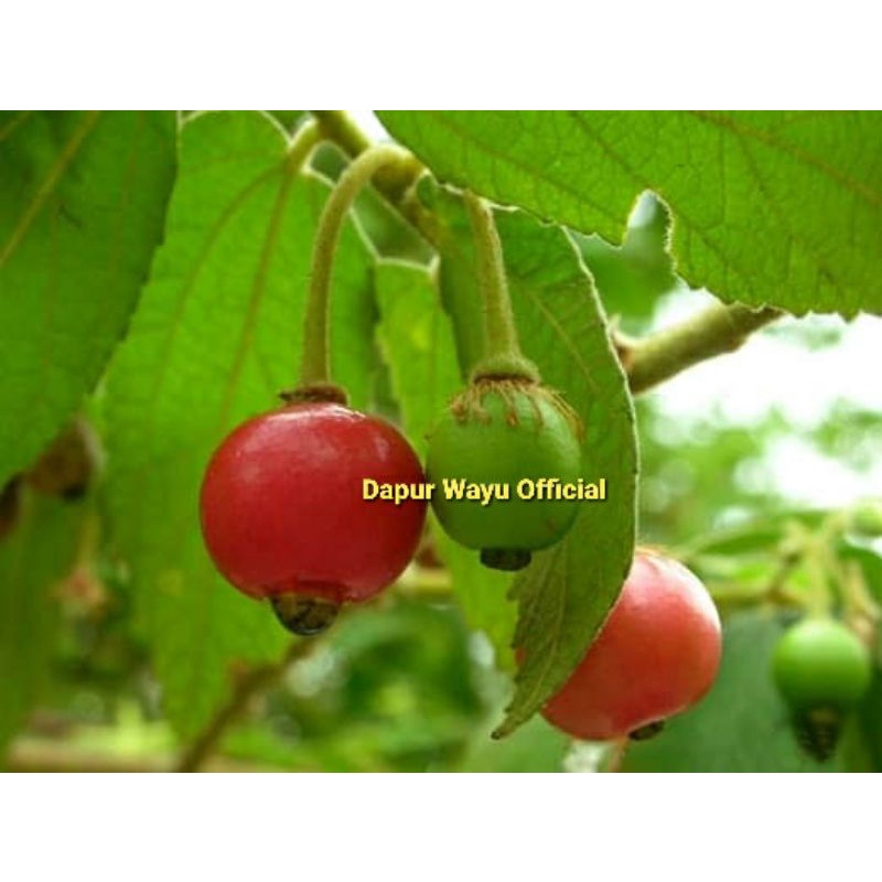 

Daun Kersen , Daun Keres ( Talok Ceri ) Herbal alami Fresh langsung petik dan pilihan
