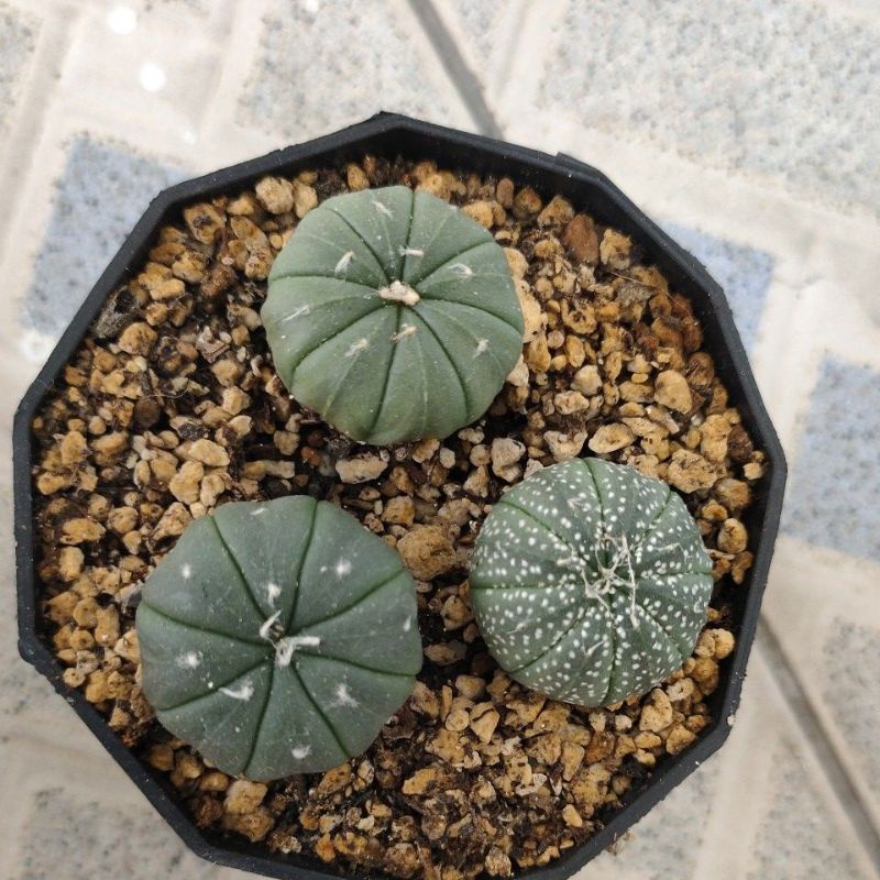 kaktus astrophytum asterias kabuto