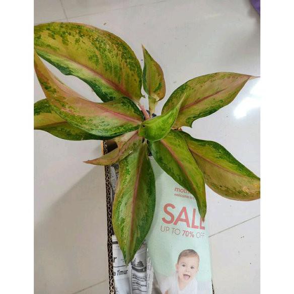 Cl1R (Bibit Bunga) Golden Baby - Tanaman Hias Aglaonema Aglonema  Kualitas Super Dan Bagus