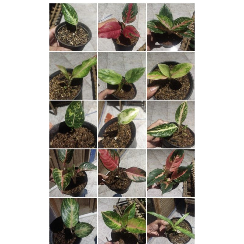 Aglaonema Bonggolan gendong anakan