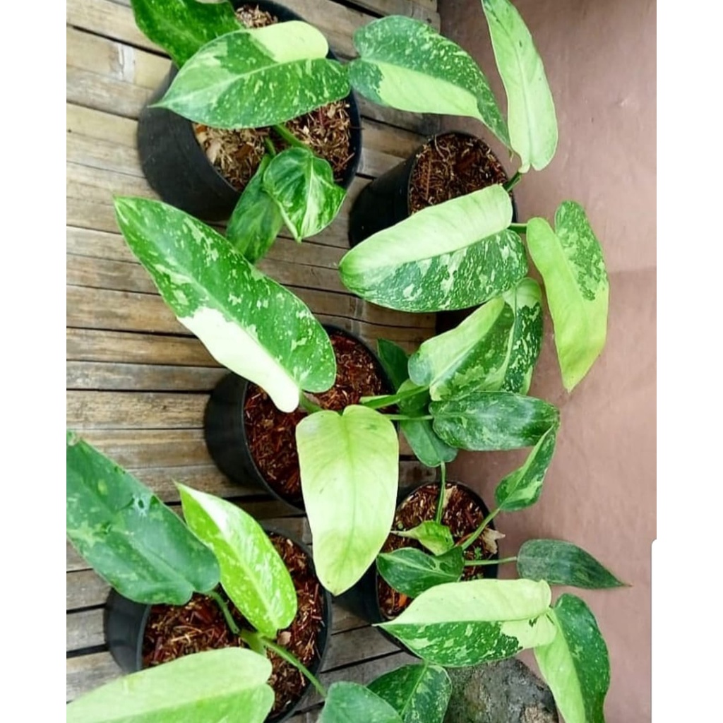 Philodendron Jose Buono Varigata Tanaman Hias Bunga Philo Jose Buono Tanaman Hidup Ready Murah