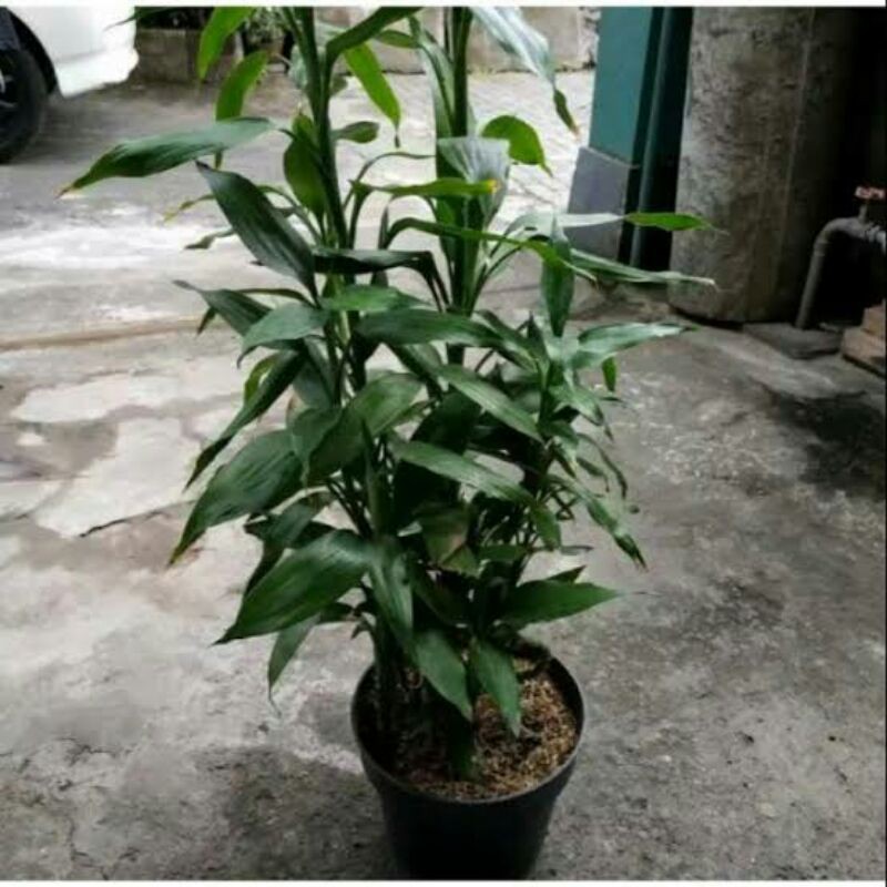 BAMBU HOKI,BUNGA KEBERUNTUNGAN /PEMBAWA REJEKI