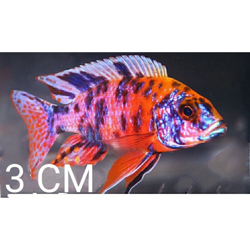 cichlid aulonocara ob Peacock