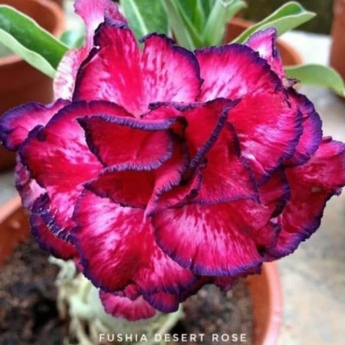 

Bibit Bunga Kamboja Adenium Fushia Desert Rose