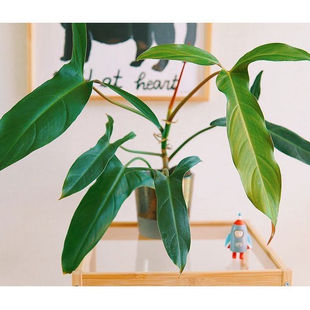Tanaman Hias Philodendron Mexicanum - Philo Mercy