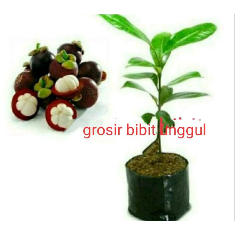 Bibit manggis tanpa biji