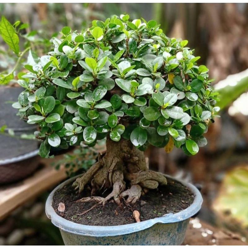 Tanaman Hias Bunga Beringin Dolar ( Bahan bonsai)