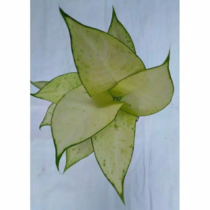 Tanaman Hias Aglonema Putih exotis / sri rejeki - Aglonema Tissue