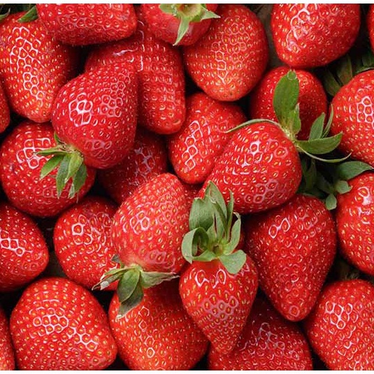 

Buah Strawberry Fresh pack besar 500Gram (pre Order/Pesan Sekarang Kirim Besok)