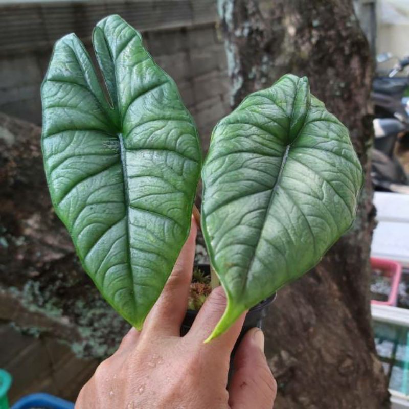 Umbi Alocasia Bisma Regina