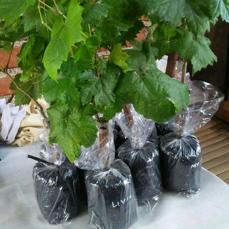 Anggur Red Belgia Tabulapot