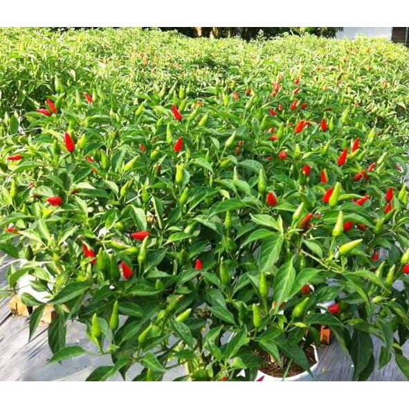 Benih Bibit Biji - Cabai Rawit Hijau Lalap Tipe Tegak Lebat Hibrida F1 Cabe Lalapan Cigitan Pepper Seeds - Panen Dalam 75 Hari