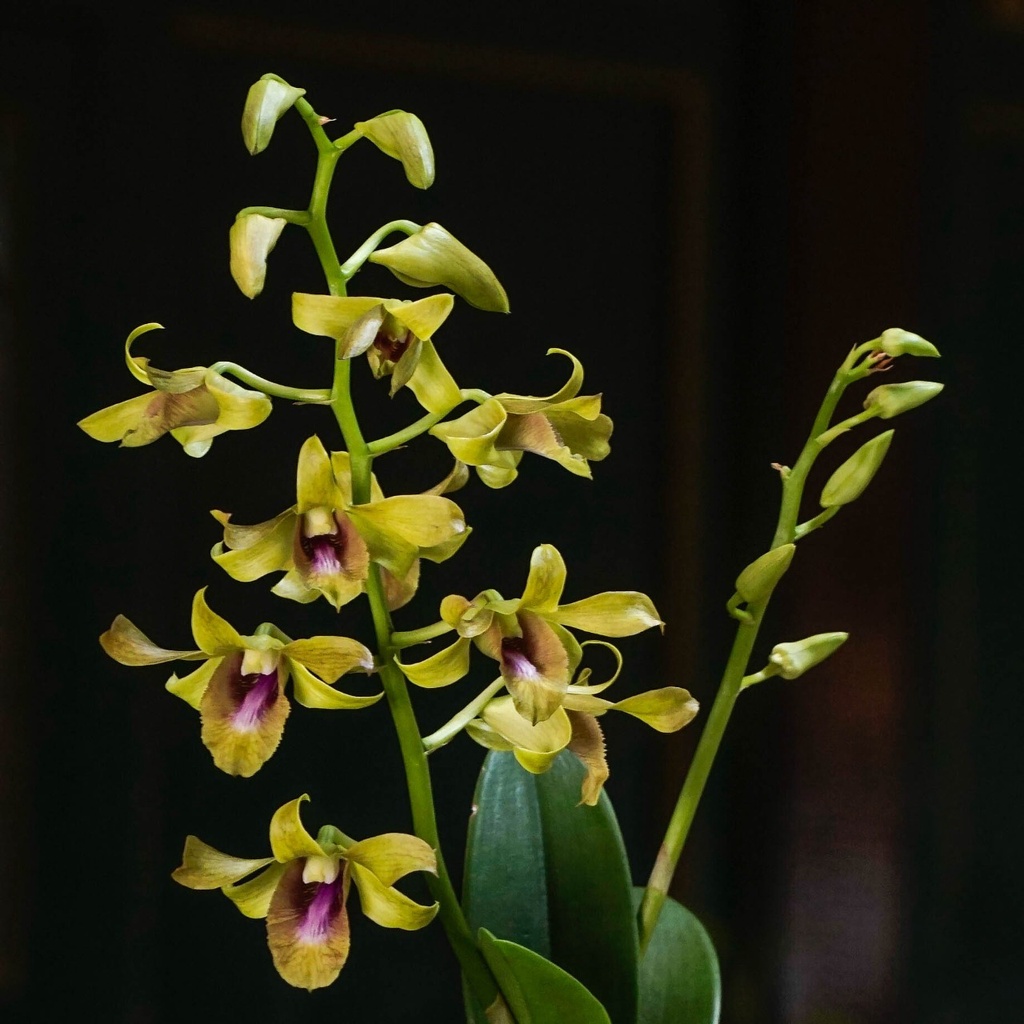 Dendrobium Canary Twisted-Anggrek Dendrobium-Dendrobium