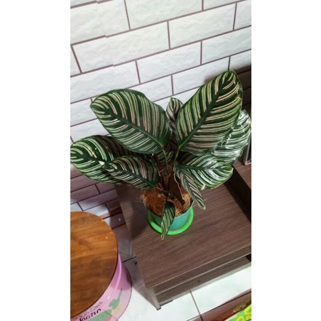 Calathea Batik/ Calathea Ornata