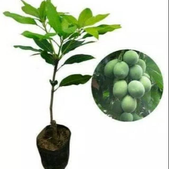 Bibit Tanaman Mangga Madu Lalijiwo